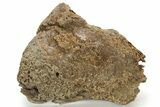 Agatized Fossil Coral Geode - Florida #188139-1